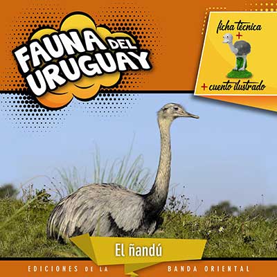 FAUNA DEL URUGUAY ÑANDU