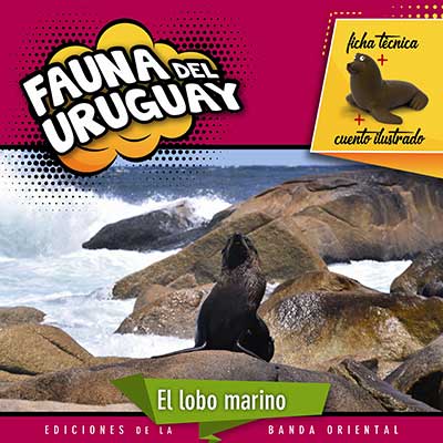 FAUNA DEL URUGUAY LOBO DE MAR
