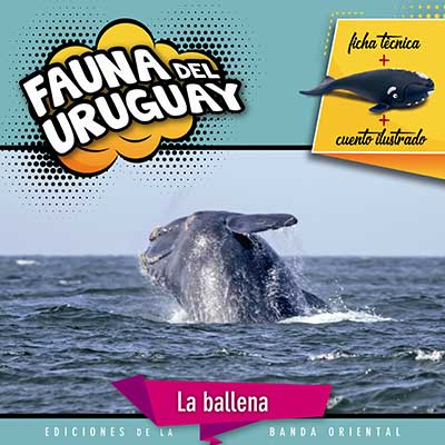 FAUNA DEL URUGUAY BALLENA